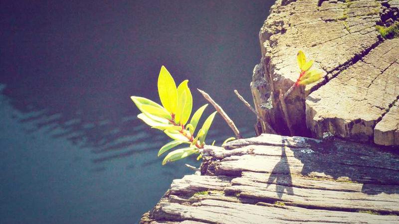 打造健康饮食相关的高质量图像