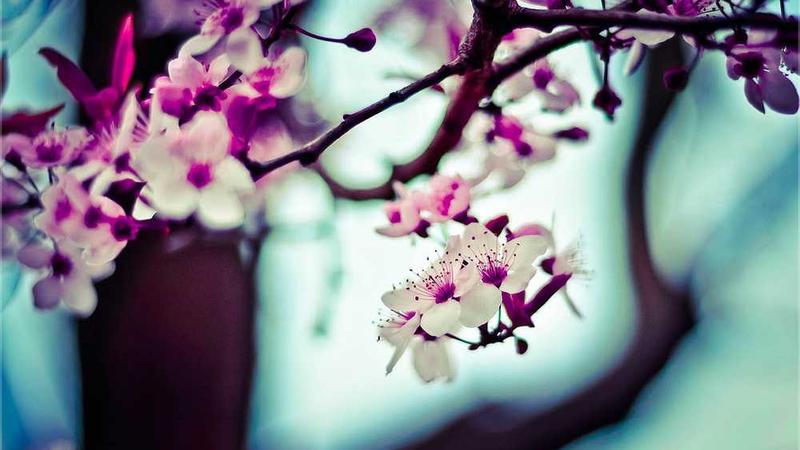 展示美国簧片概念的视觉内容