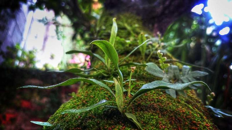 欧美人妖图片主题的精美插图