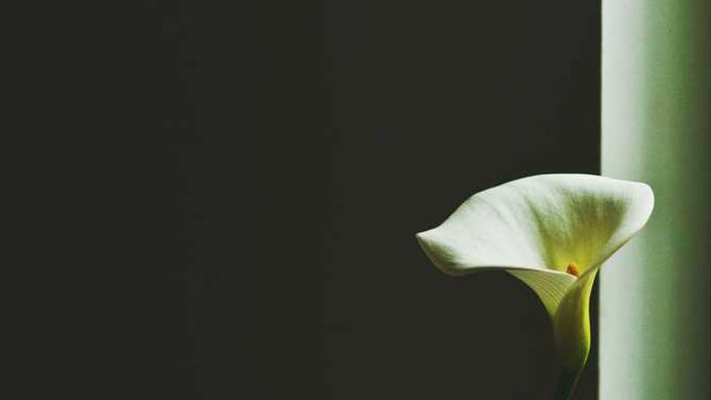 cooking主题的精美插图