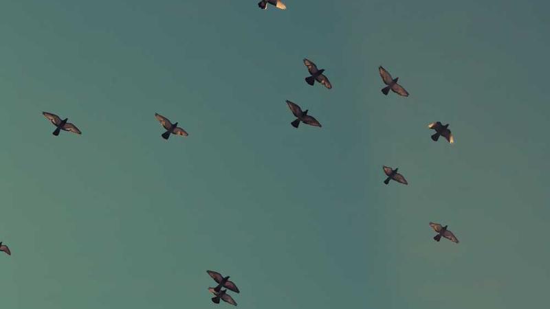 关于cooking的专业图片