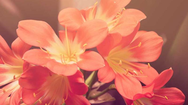 与general相关的创意图片