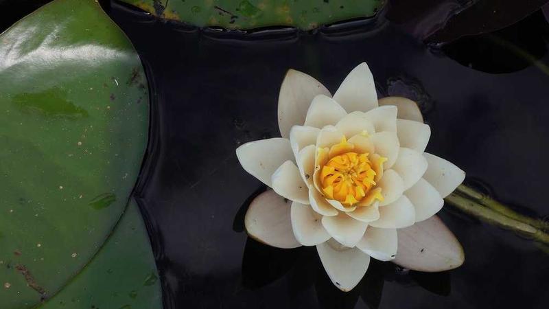 与professional相关的创意图片