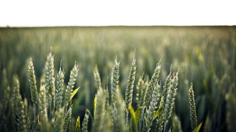 展示老奶奶的秘密武器概念的视觉内容